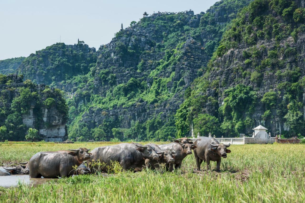 Tam Coc Mr.Loa Homestay Ninh Binh Exterior foto